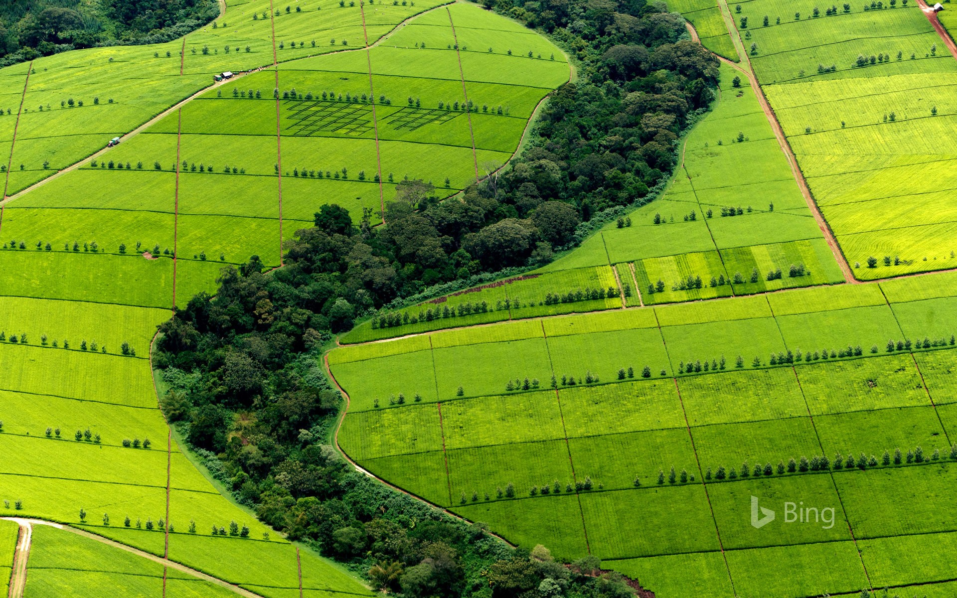Kericho Tea plantation - sustainable tea farming practices supported by Agriland Africa agricultural solutions