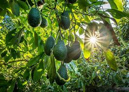 Avocado farming - sustainable agricultural practices by Agriland Farming Solutions