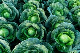 Cabbages