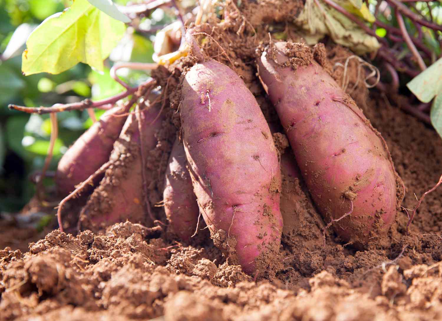 Sweet Potatoes